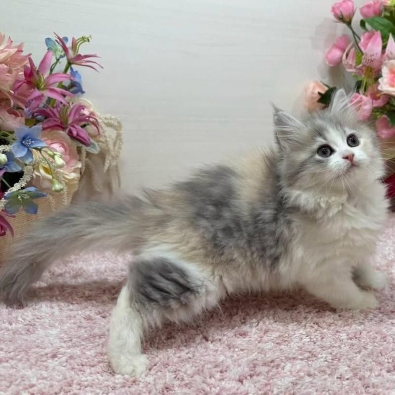 販売中の東京都のラガマフィン-136648の5枚目