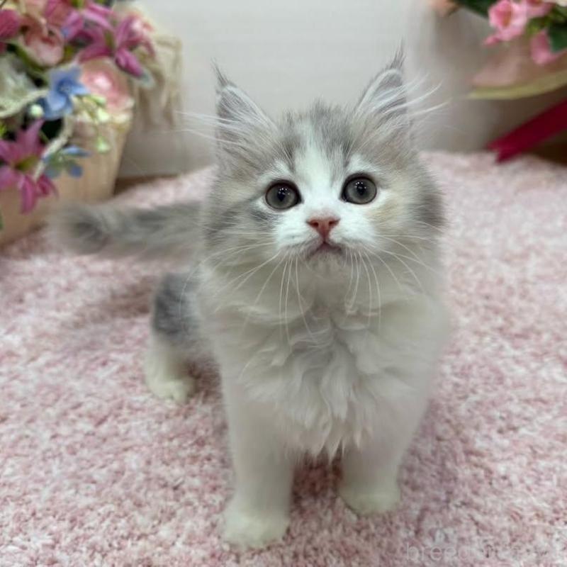 販売中の東京都のラガマフィン-136648