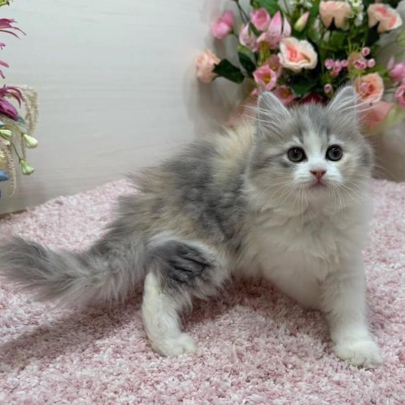 販売中の東京都のラガマフィン-136648の3枚目