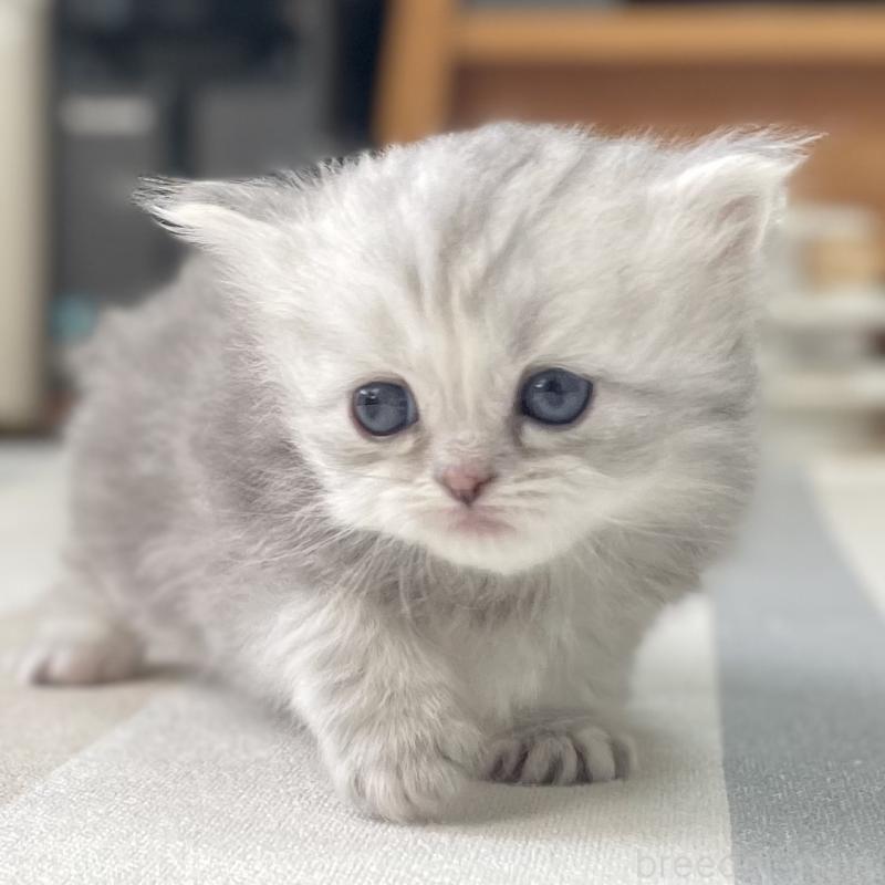 販売中の愛知県のミヌエット-136424