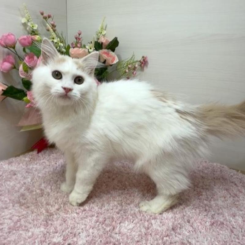 販売中の東京都のラガマフィン-136649の6枚目