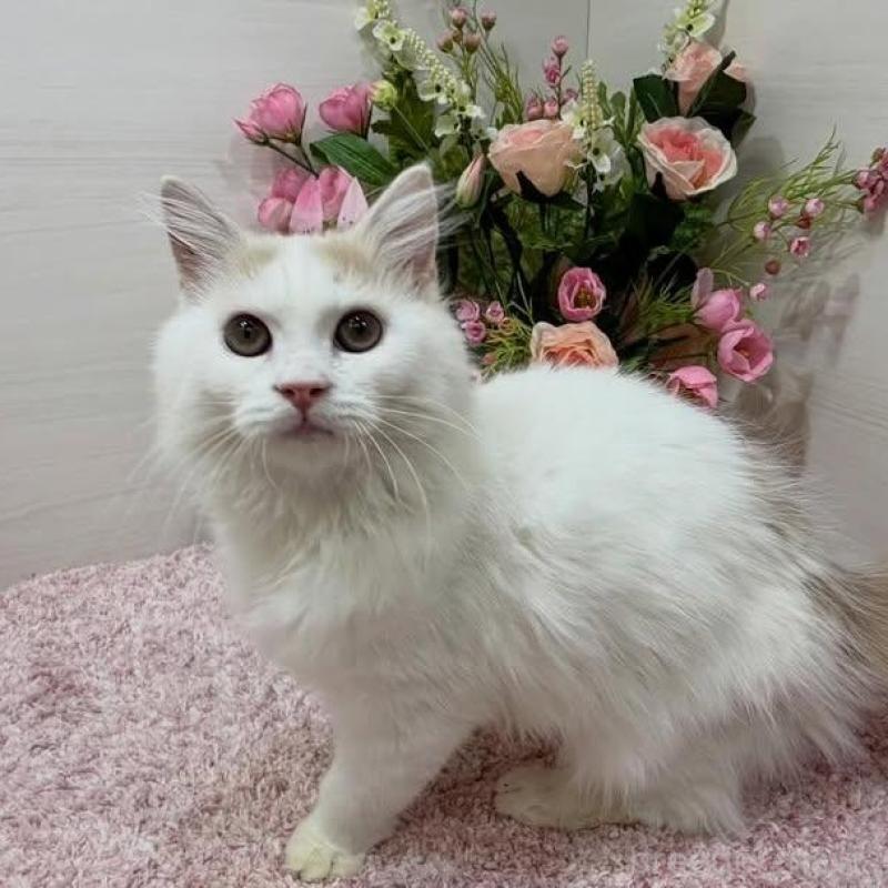 販売中の東京都のラガマフィン-136649