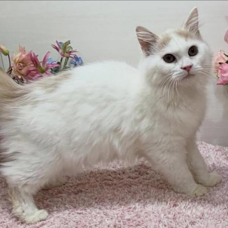 販売中の東京都のラガマフィン-136649の5枚目