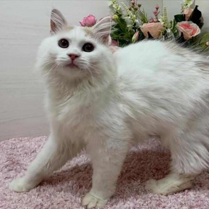 販売中の東京都のラガマフィン-136649の4枚目