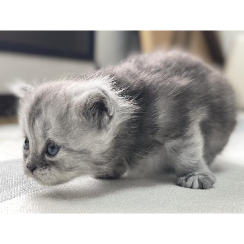 販売中の愛知県のミヌエット-136426の15枚目