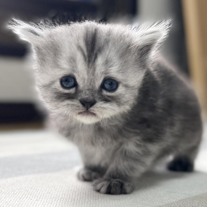 販売中の愛知県のミヌエット-136426の14枚目