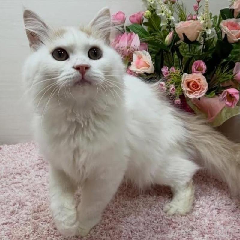 販売中の東京都のラガマフィン-136649の3枚目