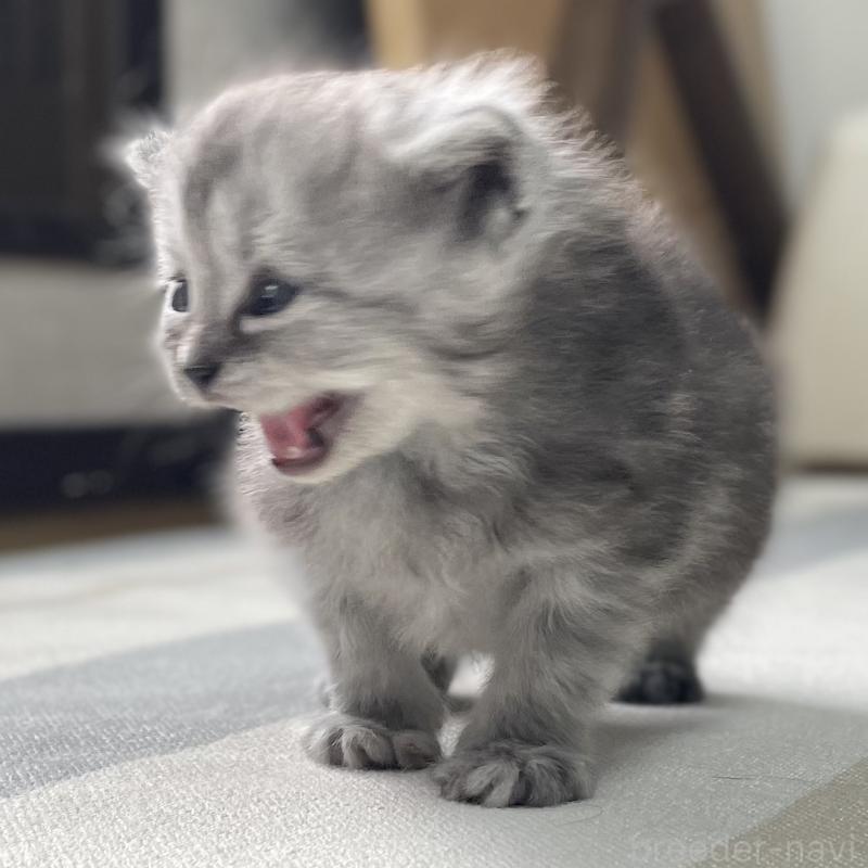 販売中の愛知県のミヌエット-136426の11枚目