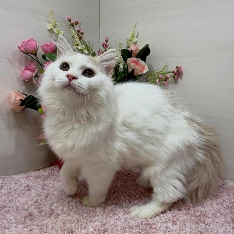 販売中の東京都のラガマフィン-136649の2枚目