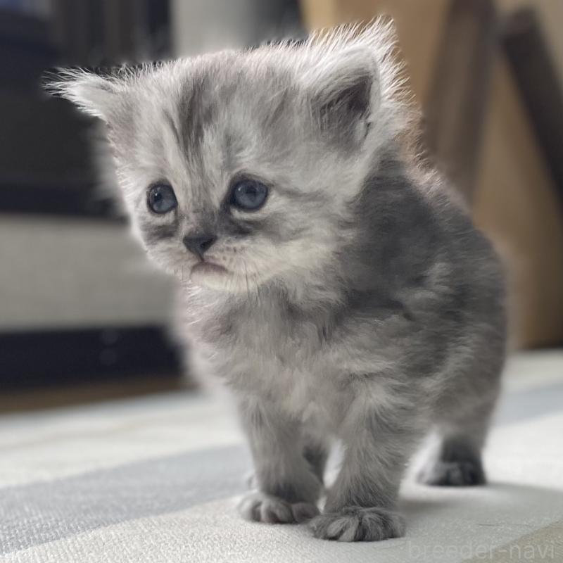 販売中の愛知県のミヌエット-136426