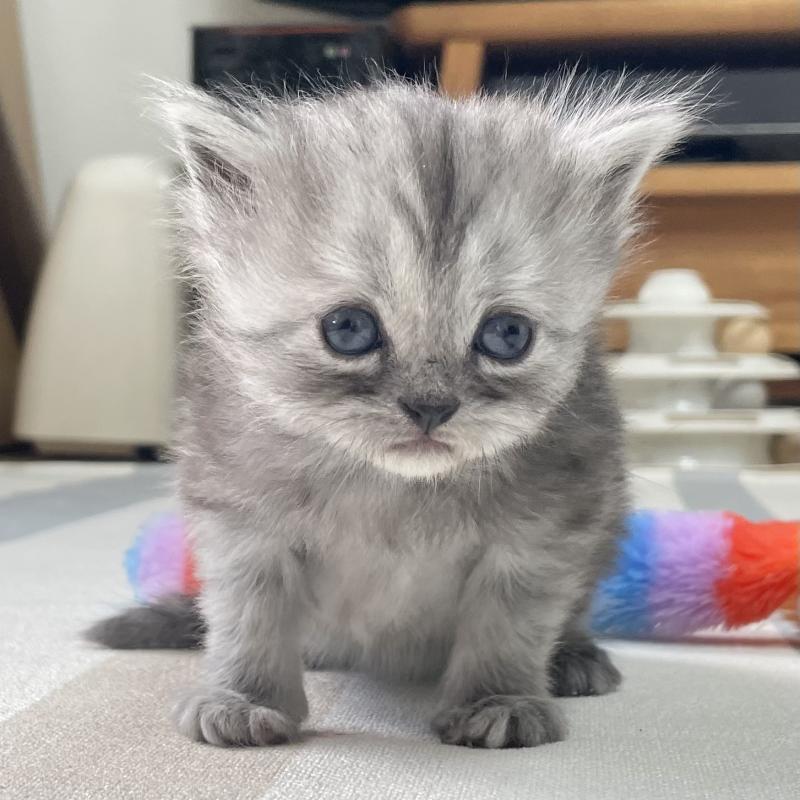 販売中の愛知県のミヌエット-136426の10枚目