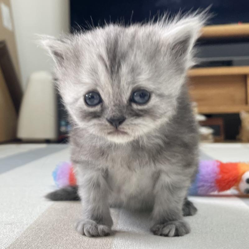 販売中の愛知県のミヌエット-136426の9枚目