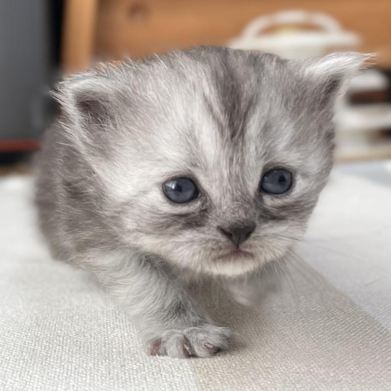 販売中の愛知県のミヌエット-136426の8枚目