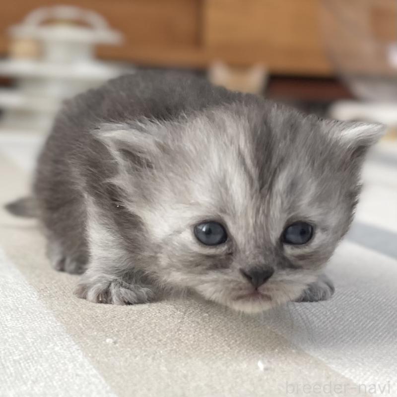 販売中の愛知県のミヌエット-136426の4枚目