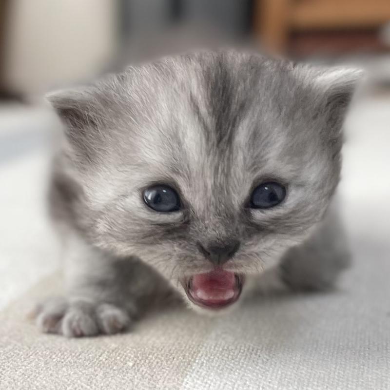 販売中の愛知県のミヌエット-136426の3枚目