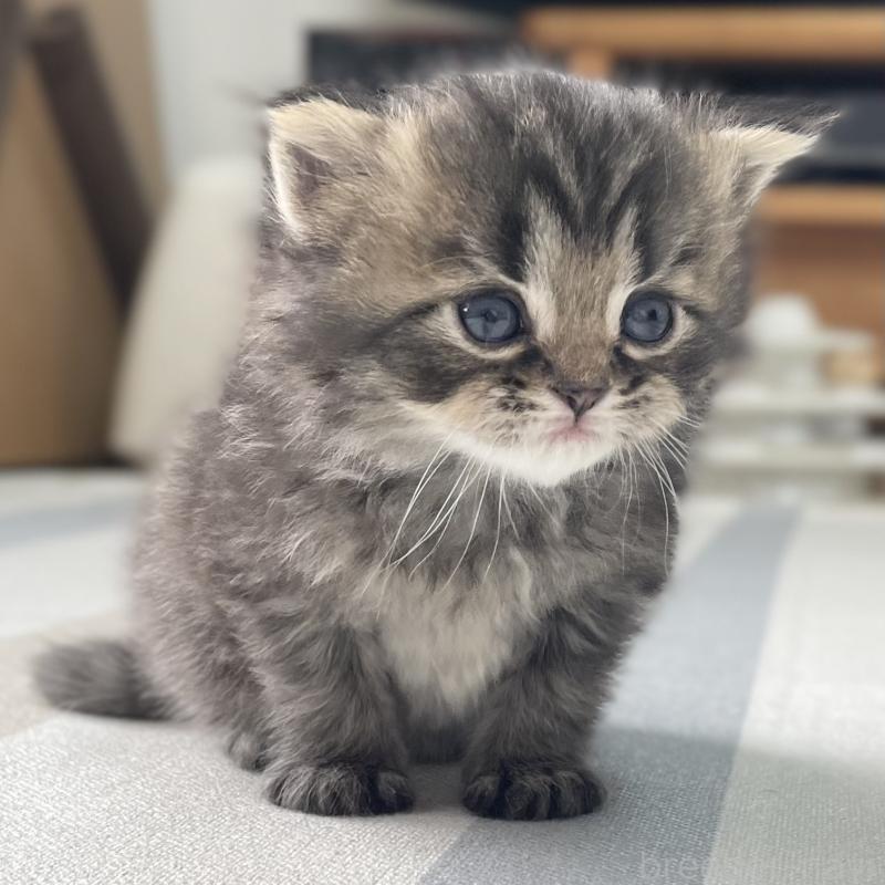 販売中の愛知県のミヌエット-136427