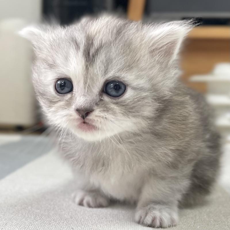 販売中の愛知県のミヌエット-136428