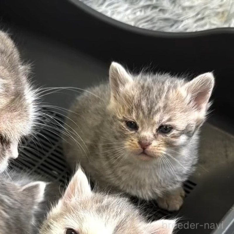 販売中の埼玉県のミックス-136650の8枚目