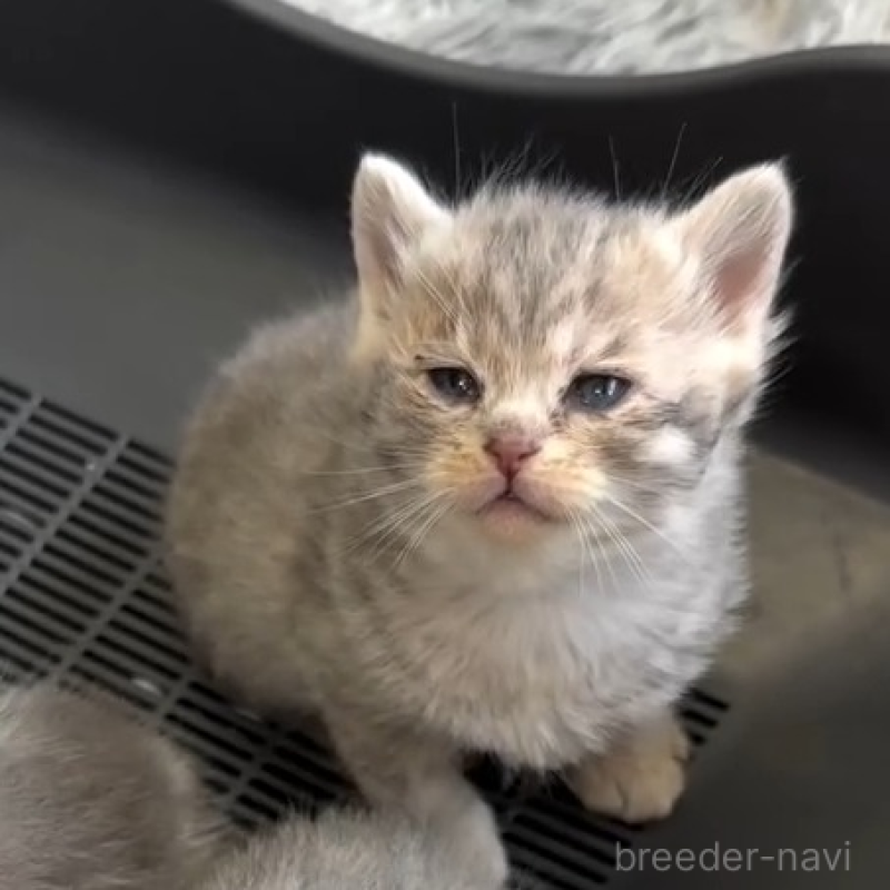 販売中の埼玉県のミックス-136650の7枚目