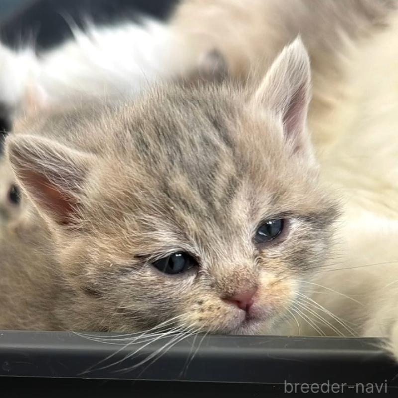 販売中の埼玉県のミックス-136650の6枚目