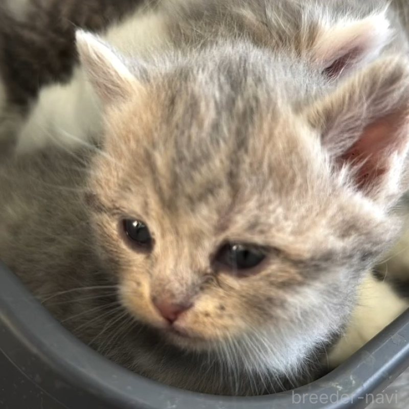 販売中の埼玉県のミックス-136650の5枚目