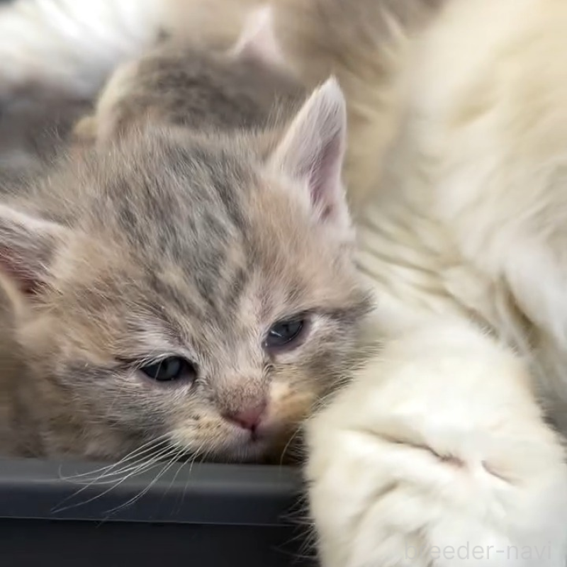 販売中の埼玉県のミックス-136650の3枚目