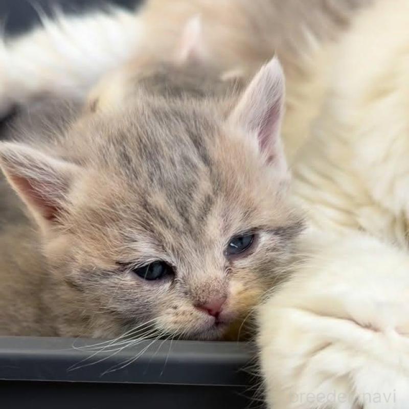 販売中の埼玉県のミックス-136650の2枚目