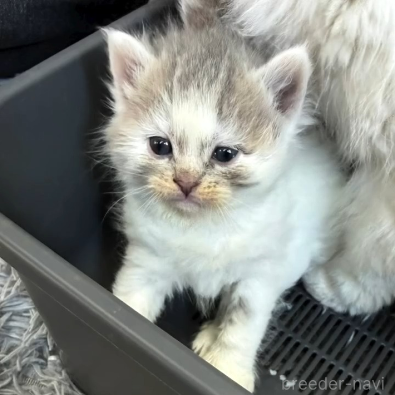 販売中の埼玉県のミックス-136651の7枚目