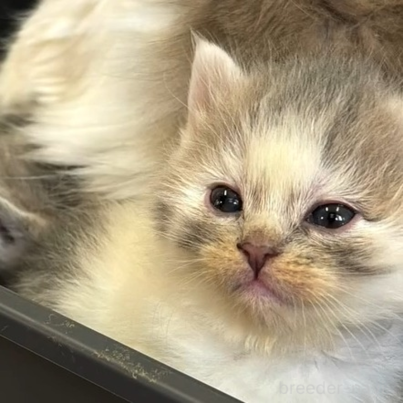 販売中の埼玉県のミックス-136651の6枚目