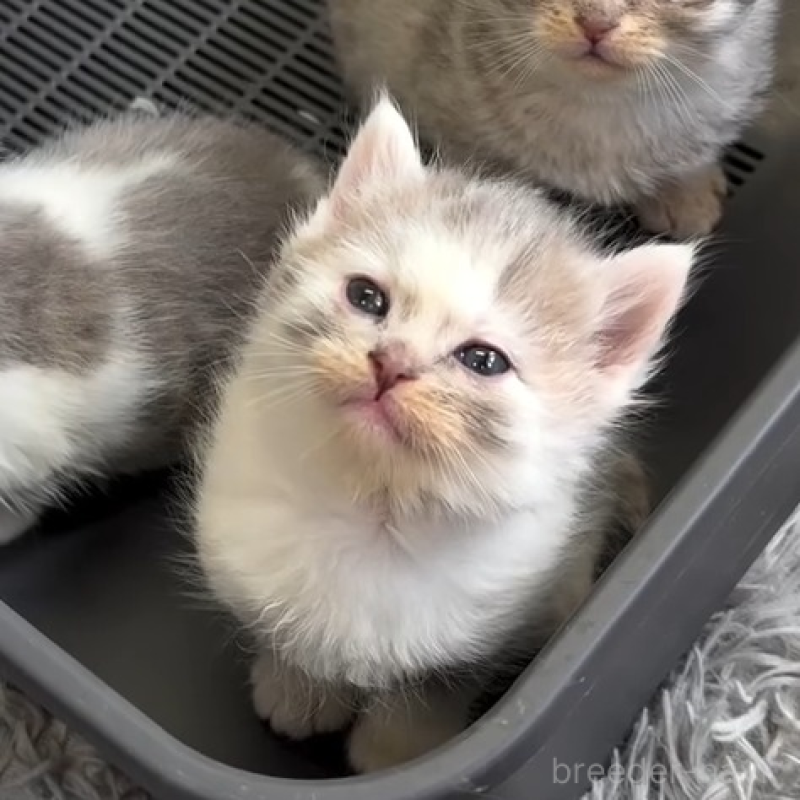 販売中の埼玉県のミックス-136651