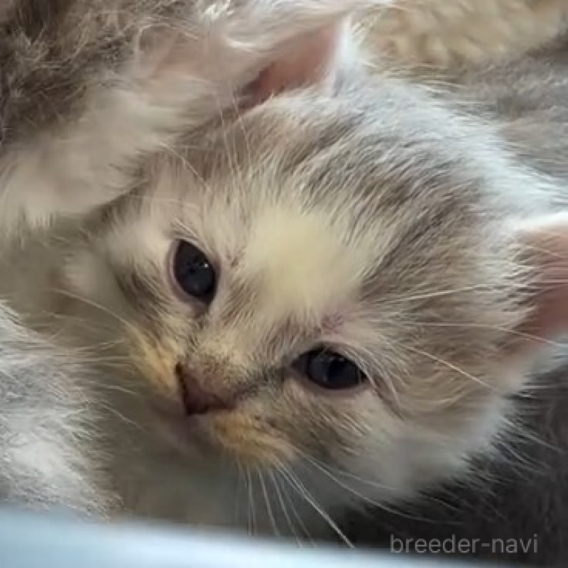 販売中の埼玉県のミックス-136651の4枚目