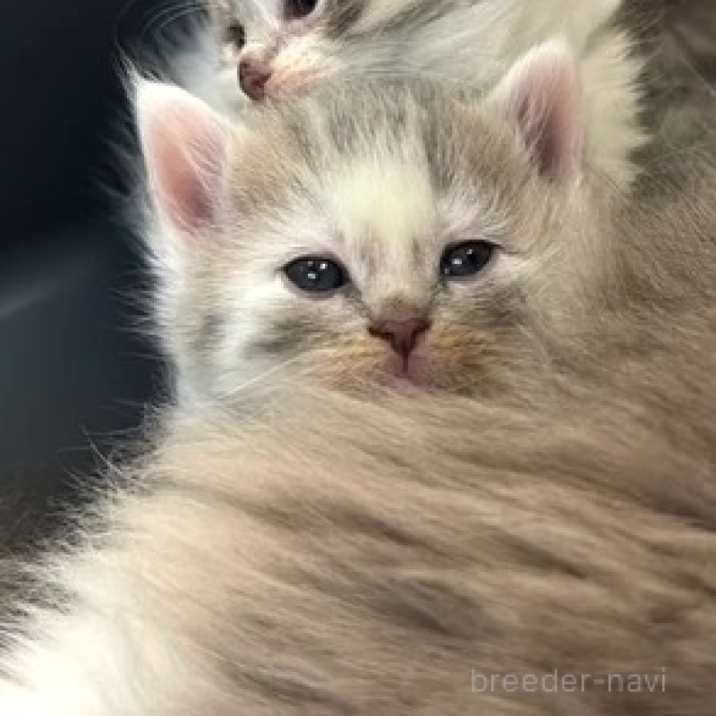 販売中の埼玉県のミックス-136651の3枚目