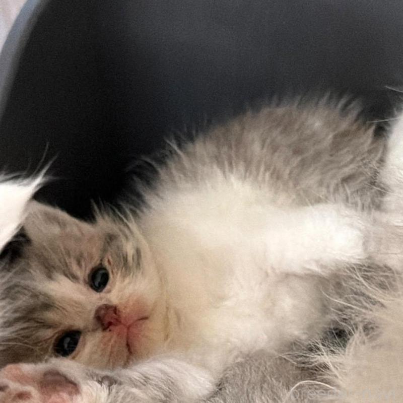 販売中の埼玉県のミックス-136651の2枚目