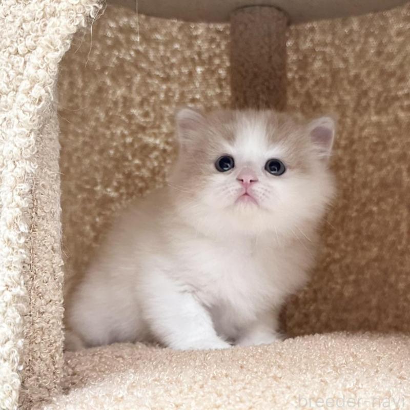 販売中の三重県のマンチカン-136652の5枚目