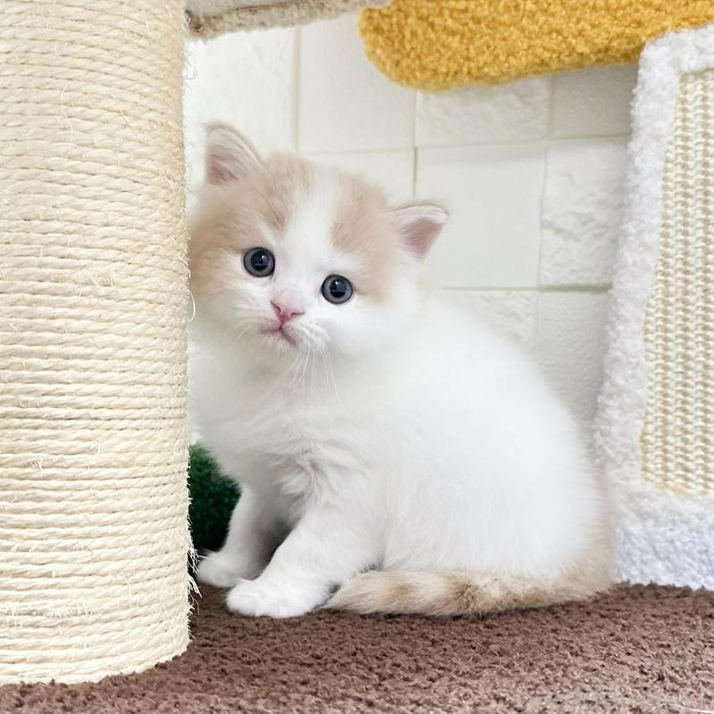 販売中の三重県のマンチカン-136652の3枚目