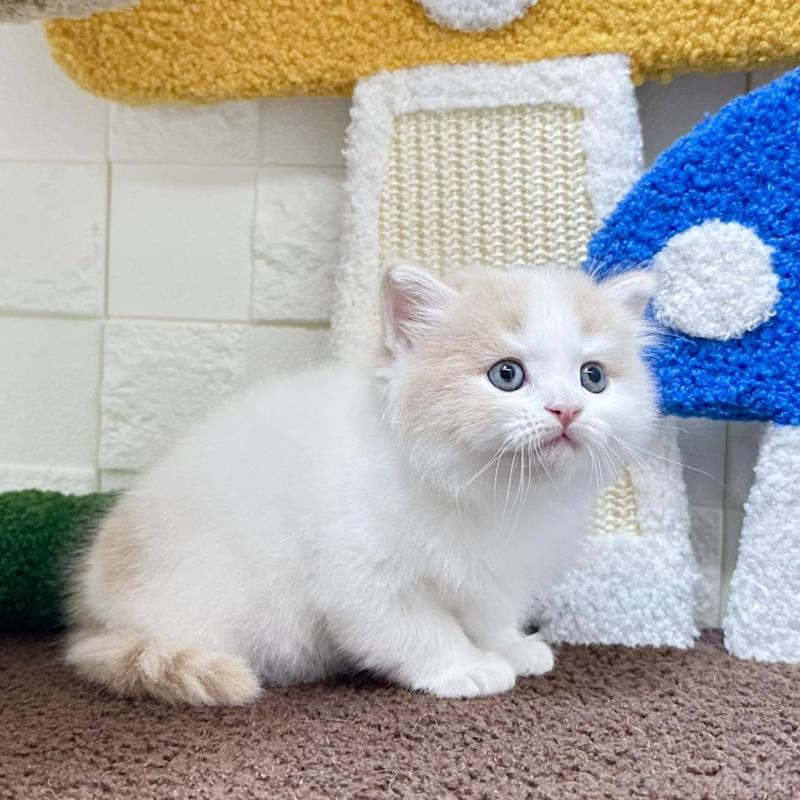 販売中の三重県のマンチカン-136652の2枚目