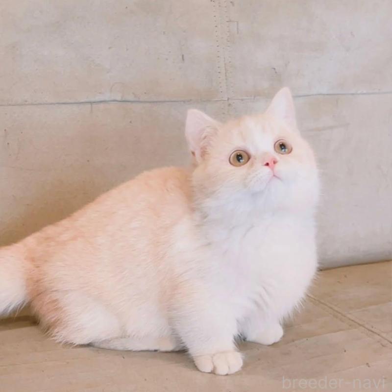 販売中の兵庫県のマンチカン(短足)-136654の1枚目