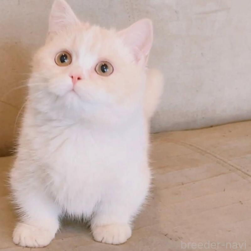 販売中の兵庫県のマンチカン(短足)-136654の7枚目