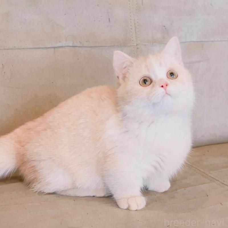 販売中の兵庫県のマンチカン(短足)-136654の6枚目