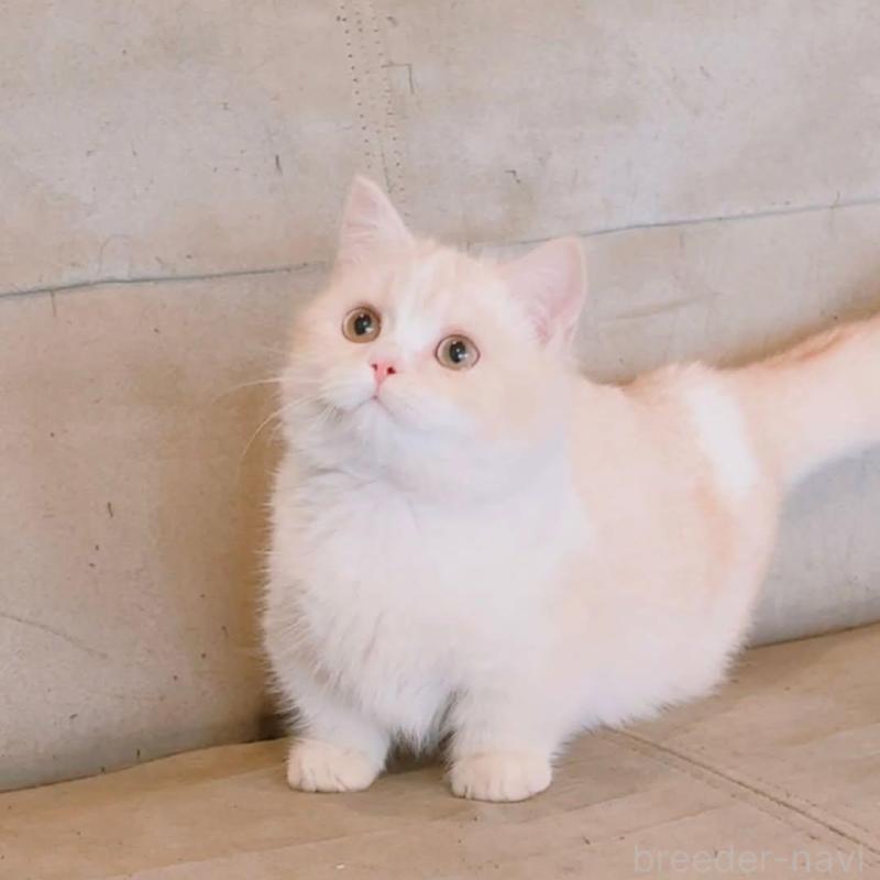 販売中の兵庫県のマンチカン(短足)-136654の5枚目