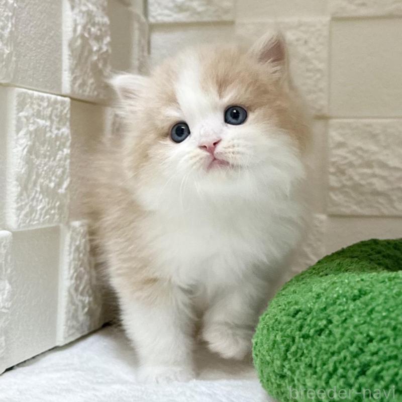 販売中の三重県のマンチカン-136653