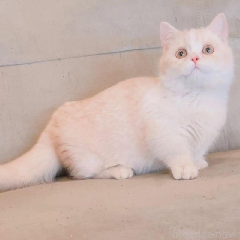 販売中の兵庫県のマンチカン(短足)-136654の3枚目