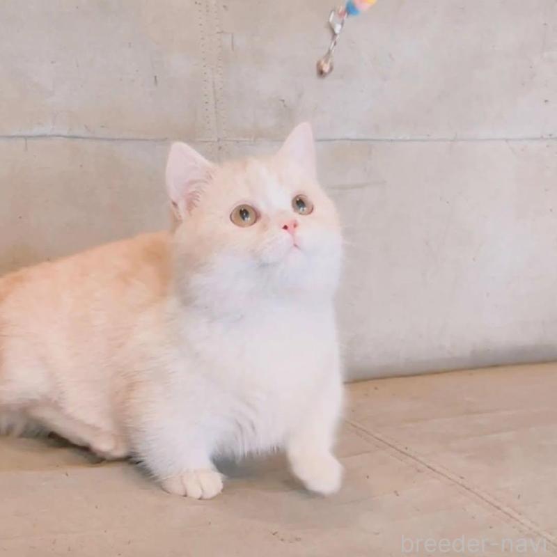 販売中の兵庫県のマンチカン(短足)-136654の2枚目