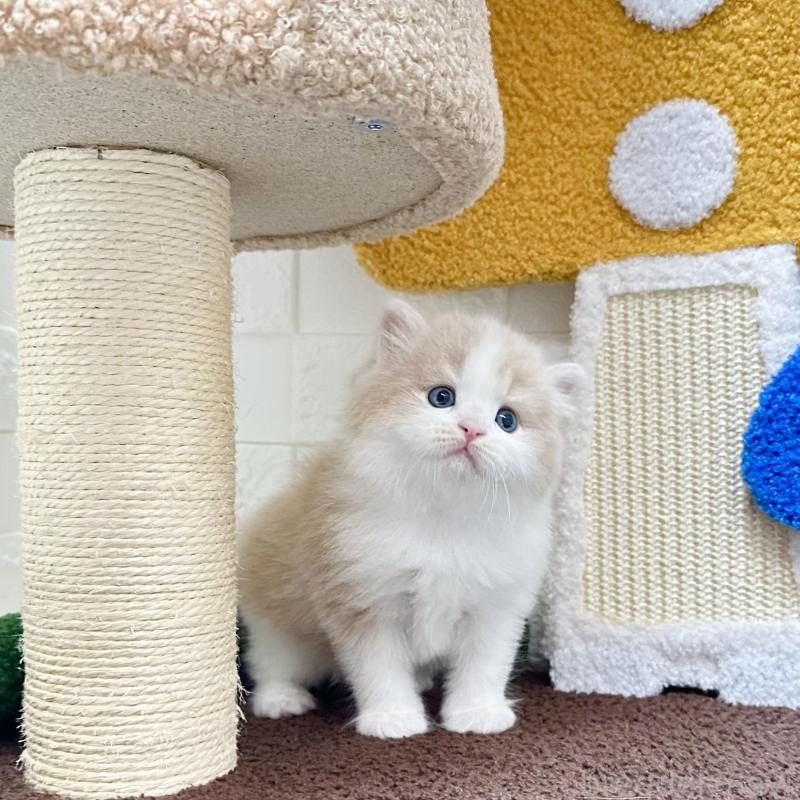 販売中の三重県のマンチカン-136653の4枚目