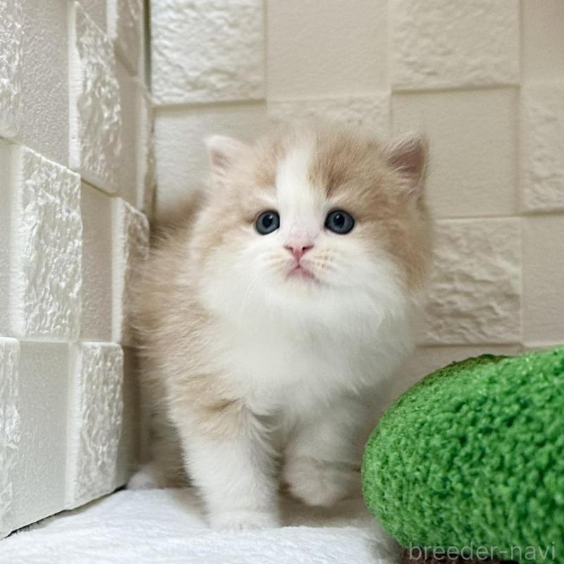 販売中の三重県のマンチカン-136653の3枚目