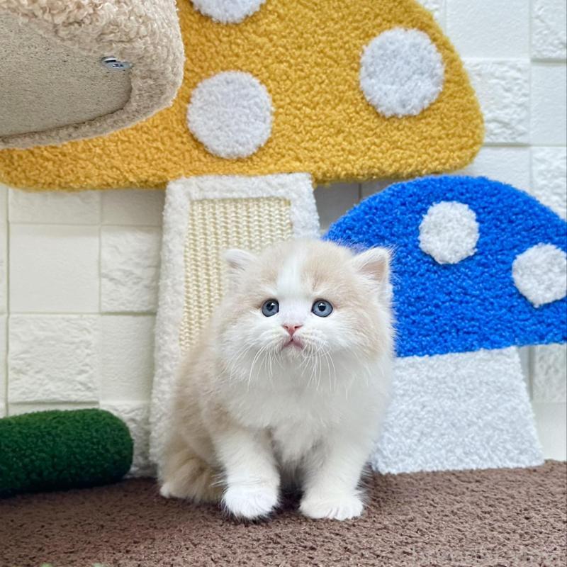 販売中の三重県のマンチカン-136653の2枚目