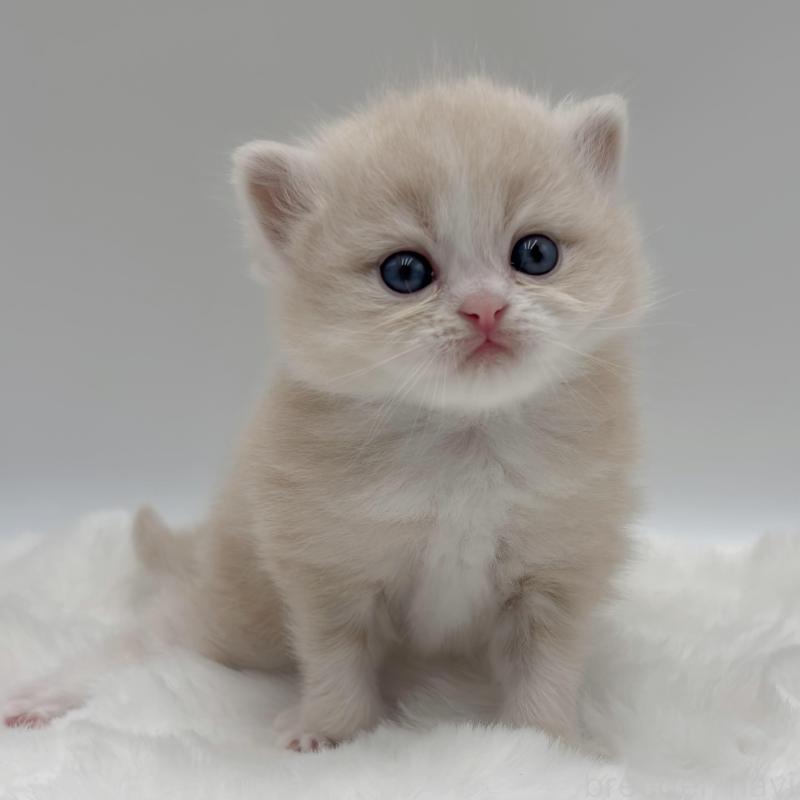 販売中の愛知県のミヌエット-136655