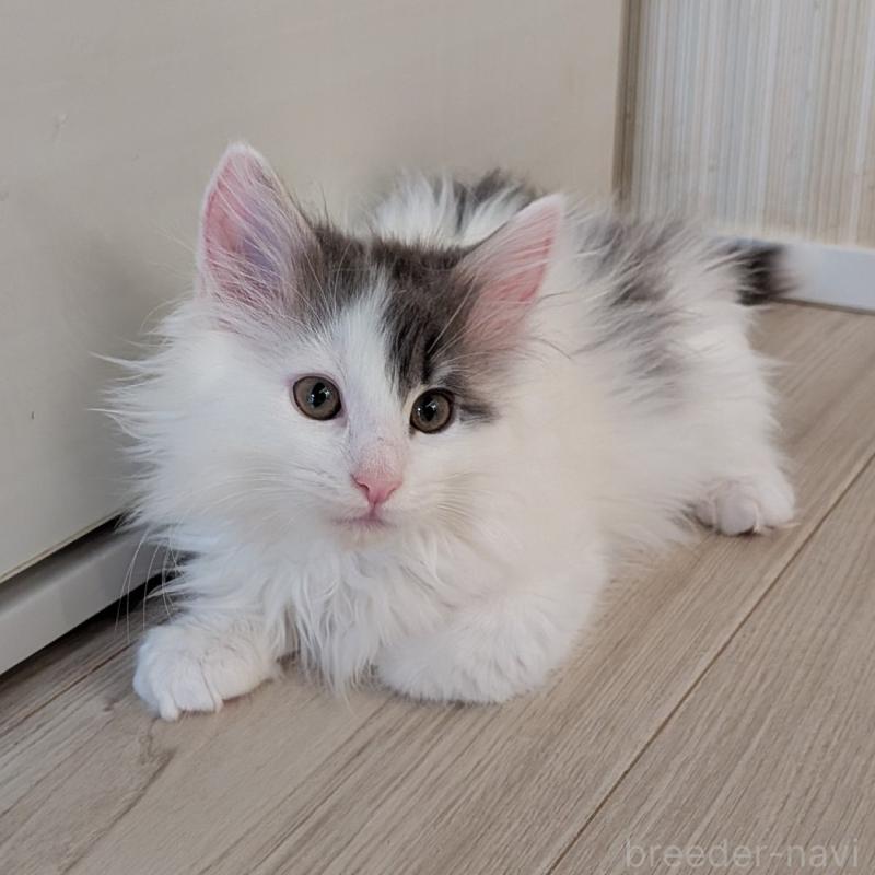 販売中の埼玉県のノルウェージャンフォレストキャット-134157