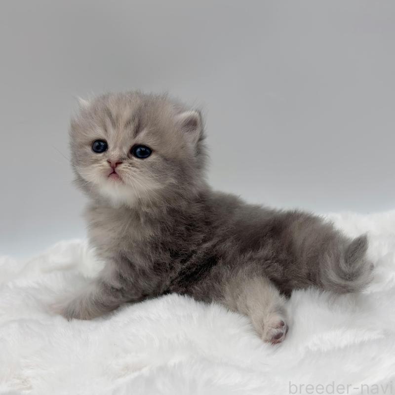 販売中の愛知県のミヌエット-136656