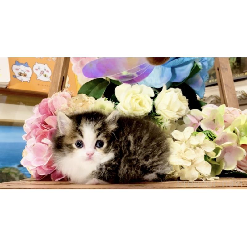 販売中の北海道のマンチカン-136657の6枚目